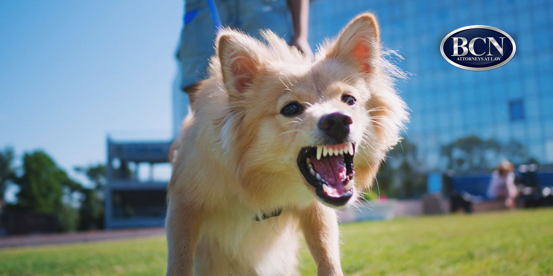 dog barking to camera